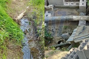 #TuyeroDenuncia: Vecinos del sector Aponte en Ocumare exigen cierre de criadero de cerdos por graves afectaciones sanitarias